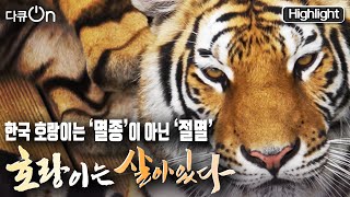 [다큐온] 민족의 상징 🐅호랑이! 100년 사이 한국 호랑이에게 무슨 일이 있었던 것일까? | 