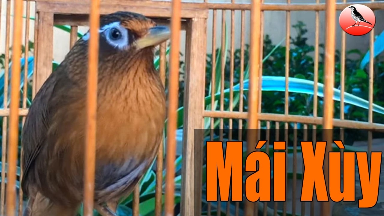 Họa mi mái xùy thôi thúc trống điên đảo nhanh căng lửa nhanh nhất mới nhất