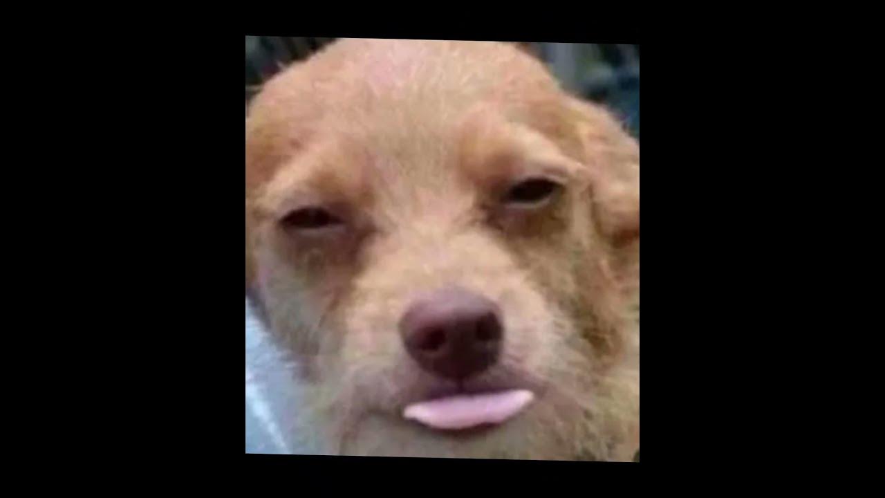 Broski the dog got that light skin stare viral xyzbca funny 