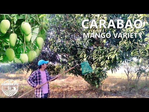 Mango Farming  Carabao Variety  Farm Tour Buhay Probinsya
