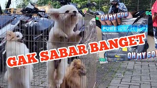 Lomba Balap makan anjing imut Dog Food PureLuxe dan Dog Time Pouch by Putra Fajar 88 366 views 2 weeks ago 11 minutes, 29 seconds