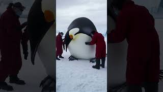 Enormous emperor penguin🤯 #penguin #science #discoveryplusindia
