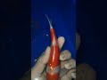 PROSES CUTTING IKAN KOI BIAR ENAK DI PANDANG #koiplatr #ikankoi #koi #samiajikoi94