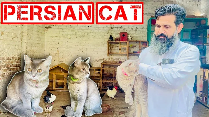 Video 5405371: persian cat, pets love animal, cat lovers