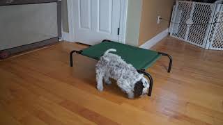 Teaching your Lagotto Puppy to go to his/her bed.