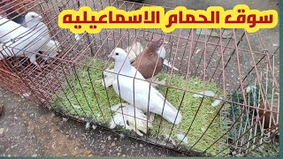 سوق الحمام الاسماعيليه اليوم ? سوق الجمعه الاسماعيليه اليوم أبوجوري