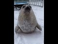 seal
