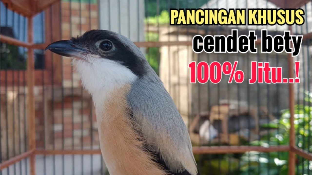 Suara Pancingan Khusus Cendet Bahan Toet toet Bongkar Isian Biangnya Bikin Cendet Lain Nyaut Emosi