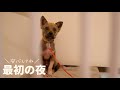 牧場に捨てられてた犬を連れて帰ってきた最初の夜
