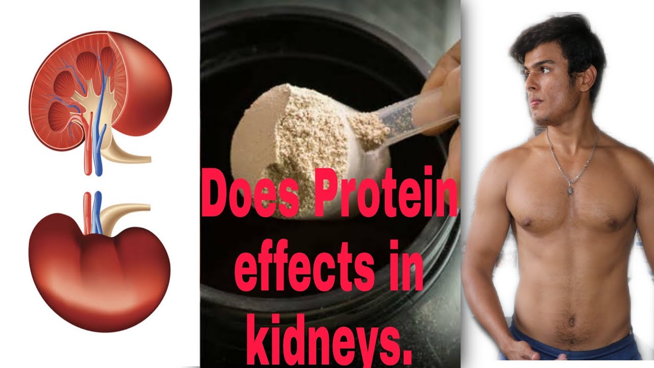 Does protein effects kidneys kingkong fitness YouTube