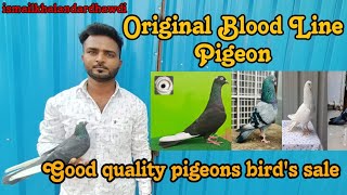 Good quality pigeon for sale Bangalore giribaj pegions|tournament Pigeons sale in BANGALORE RT NAGAR