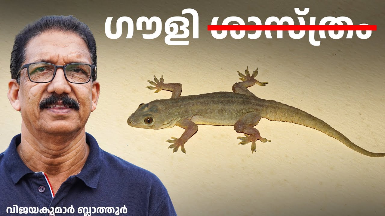 പല്ലി പുരാണം Surprising #gecko Facts ഗൗളിശാസ്ത്രം  #animalfacts  #vijayakumarblathur