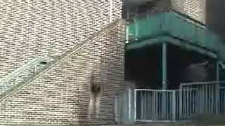 Evolution  Le parkour