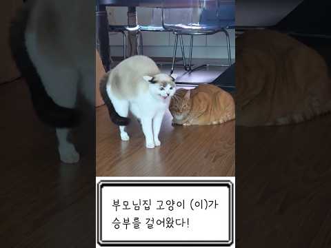 효과는 뛰어났다! 🐱 vs 🐶 #pokemon
