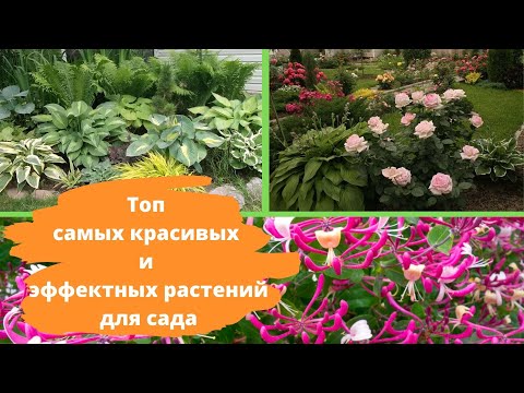 Видео: Идеи растений для сказочного сада - растения, которые привлекают фей в сад