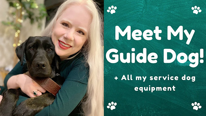 Meet My Guide Dog! and All My Equipment (Warning! Adorable)