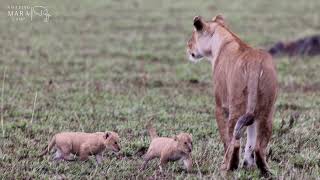 A Lioness and Her Young Cubs ❤️ #amazing #africa