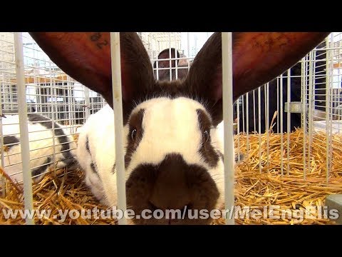 Lapin Géant Papillon