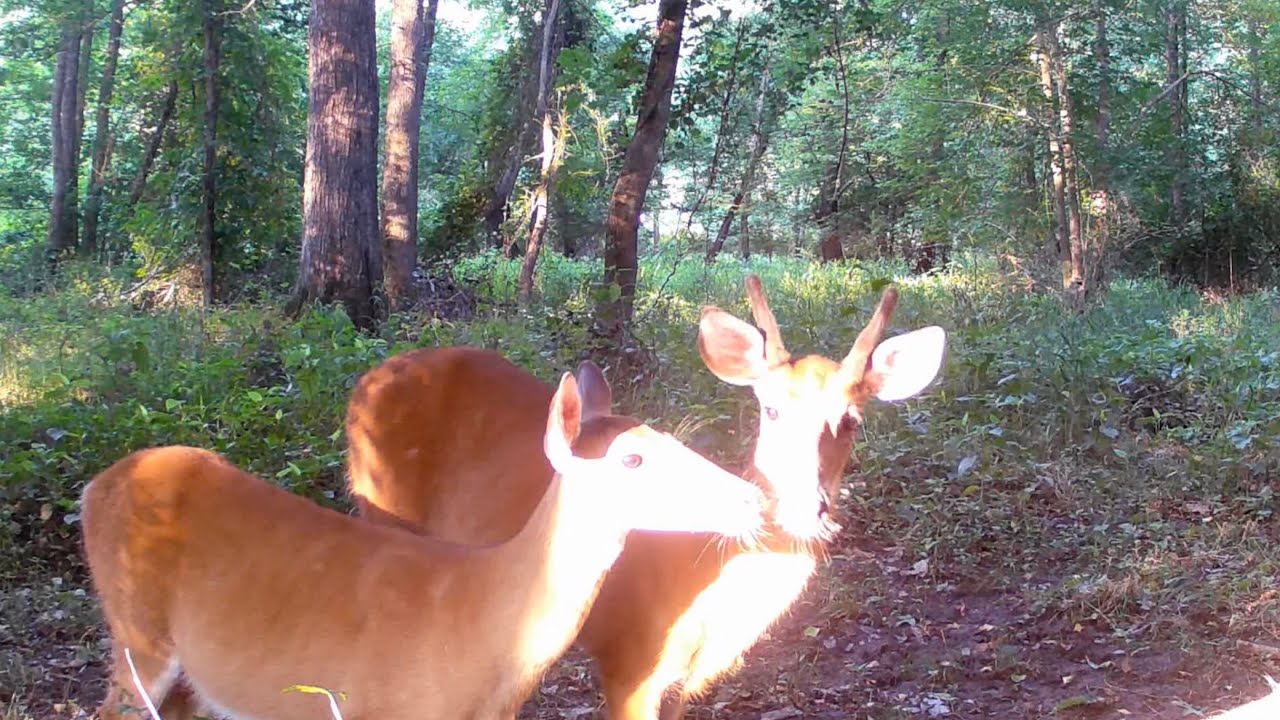 Come see the beautiful wildlife of Virginia. buck antlers bambi doe Come see the beautiful wildlife of Virginia. buck antlers bambi doe