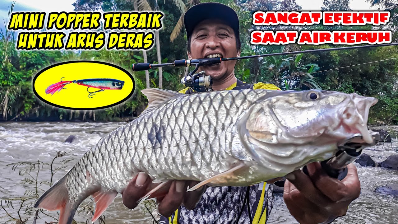 Casting Ikan Hampala Babon | Lure Popper Untuk Mancing Hampala Monster