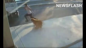 Man Leaps From Dog And Jumps In Front Of Lorry
