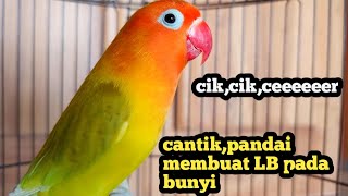 Di sukai musuh !! Lovebird ngetik cik cik sambung ngekek cepat membuat labet lain bunyi