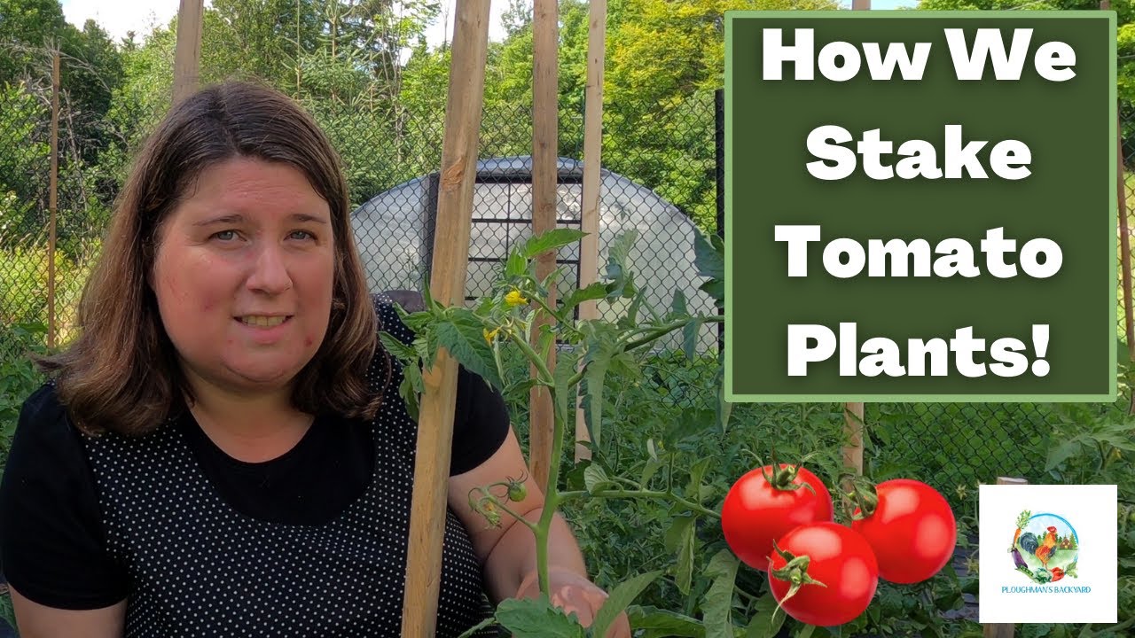 How We Stake Tomato Plants YouTube