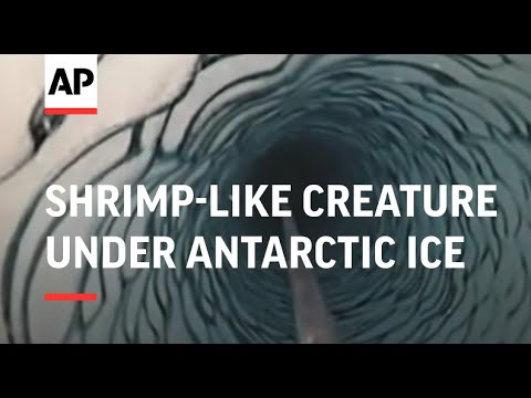 Video: Shrimp And Jellyfish Were Found Under A Layer Of Ice In Antarctica - Alternative View