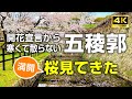 五稜郭で見た春の訪れ：桜の咲く公園の美しい風景 #五稜郭 #函館 #桜 #4k #japan