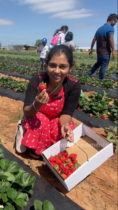 💥America strawberry🍓 தோட்டம்💢 #shorts #tamilvlog #shortsfeed #youtubeshorts #ytshorts #viral