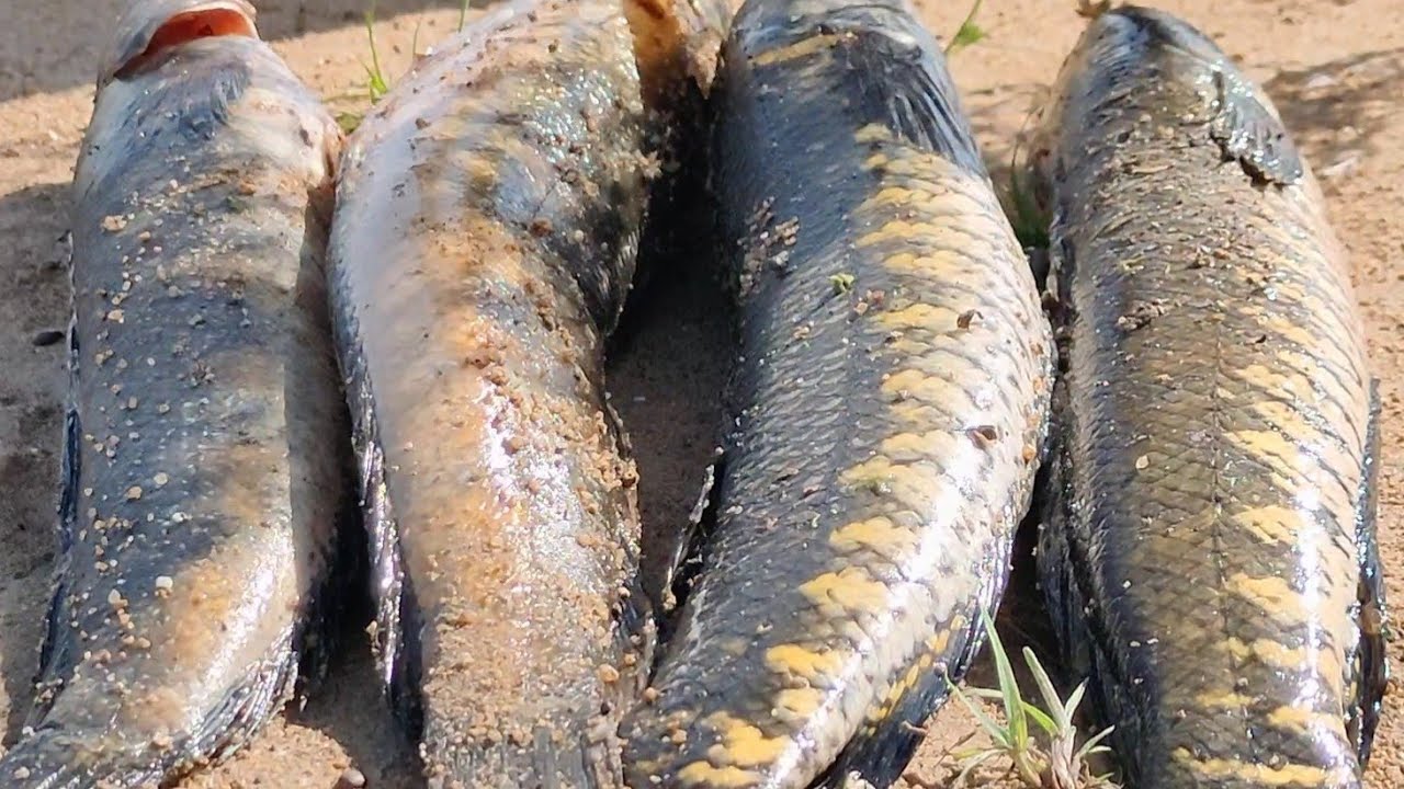 Big snakehead fish FROG fishing Hyderabad YouTube