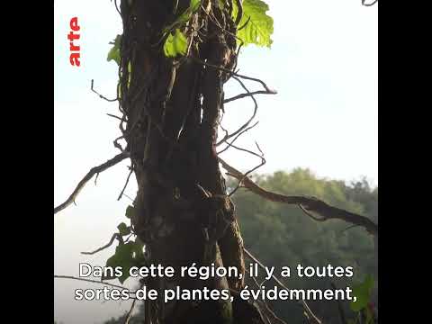 Les sorcières guérisseuses