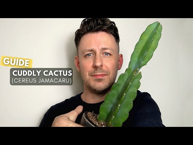 peanut cactus Peanut Cactus (With Soil, Plant & Pot) – Kumaun Plants