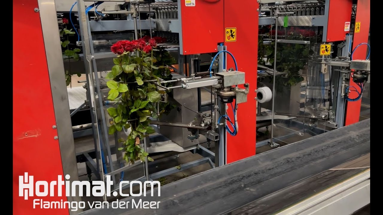 Aweta - Rose bunching and sealing machine - TRS XL 8-8+2