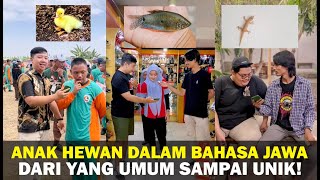 Tebak Nama Anak Hewan dalam Bahasa Jawa, Bisa Nggak?
