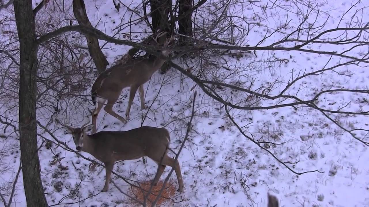 Ohio Deer Hunting Super Bowl Shed Buck - YouTube Ohio Deer Hunting Super Bowl Shed Buck - YouTube - 1280 x 720 jpeg 144kB