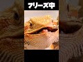 フリーズフトアゴ　#爬虫類　#フトアゴヒゲトカゲ　#フリーズ