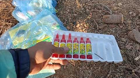 Cách Trồng đào 100% sống khoẻ