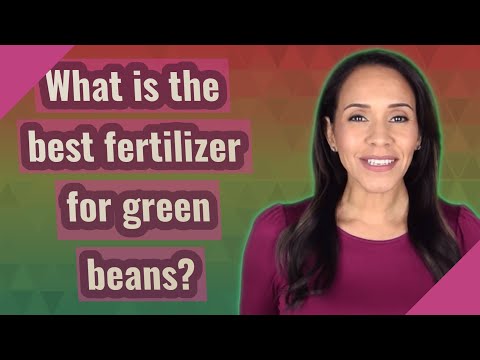 What is the best fertilizer for green beans?