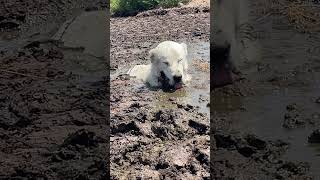 AKBAŞ ÇAMUR BANYOSU #akbaş #köpek #kangal #guarddogs