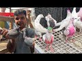 Shazad loni kabutar shop kabootar market loni sehzad pet shop Delhi white pigeons
