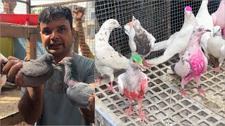 Shazad loni kabutar shop kabootar market loni sehzad pet shop Delhi white pigeons
