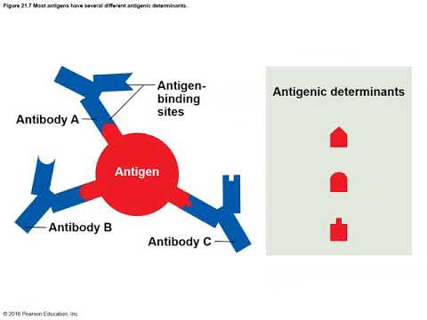 Anatomy and Physiology Chapter 21 Immune System - YouTube
