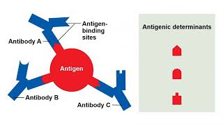 Anatomy and Physiology Chapter 21 Immune System