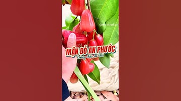 Mận Đỏ An Phước, trồng chậu dễ trái #hoanglonggarden #mandoanphuoc #cayman #cayantrai #caytrongchau