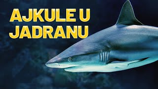 PUŠTAMO AJKULE U JADRANSKO MORE | Releasing Sharks Into The Adriatic Sea