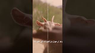 اطعمه حرمها الله علي عباده