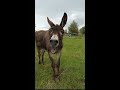 الحمار يضحك على الرجل The Donkey Laughs At The Man 