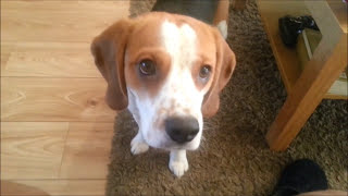 This Beagle Is So Smart, He'll Get You Anything You Want!