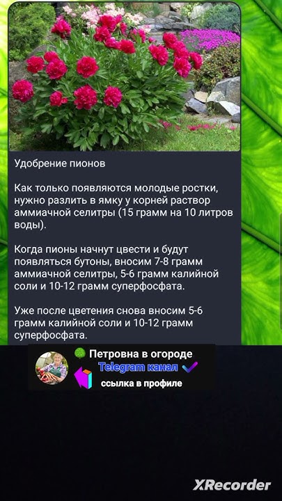 🌺 Удобрение Пионов - YouTube